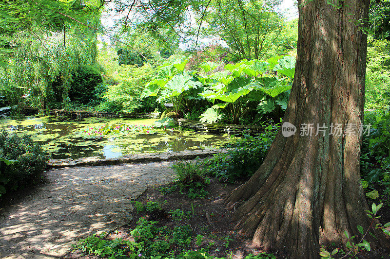 有睡莲、甘菊、沼泽柏树(Taxodium distichum)的花园池塘